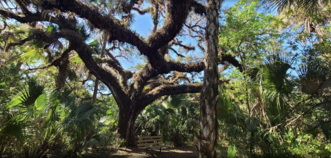 Enjoy A Secluded Stroll On A Little-Known Path Along This Iconic Florida River